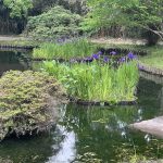 Irises