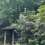 Maymont Rhododendrons