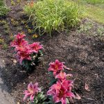 My Flowers 4