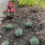 My Flowers 7