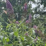 Butterfly Bush Lance's House