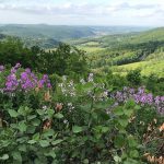 Fern's Valley Photo