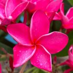 Laurie's Florida Plumeria
