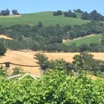 Laurie's Hills