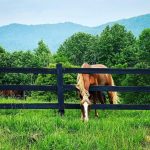 Laurie's Horse