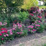 Neighbor's Yard