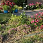 Neighbor's Yard 3