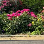 Neighbor's Yard 5