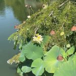 American Lotus