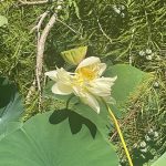 American Lotus 2