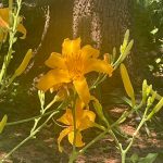 Amur Daylily 2