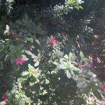 Azalea