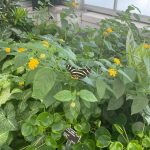 Butterfly, Smallanthus Pyramidalis, and Chinese Money Plant