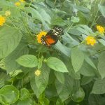 Butterfly, Smallanthus Pyramidalis, and Chinese Money Plant 2
