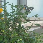 Butterfly and American Dogweed