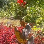 Canna Lily