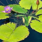 Egyptian Lotus