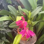 Humpback Orchid