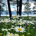 Laurie's Lake Tahoe