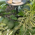 Lewis Ginter Botanical Garden August 8, 2023 26