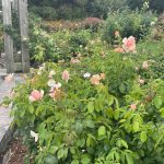 Lewis Ginter Botanical Garden August 8, 2023 51 Roses