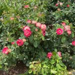 Lewis Ginter Botanical Garden August 8, 2023 57 Roses