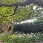Lewis Ginter Botanical Garden August 8, 2023 72