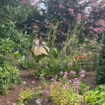 Lewis Ginter Botanical Garden August 8, 2023 8