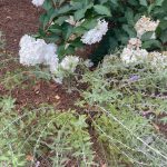 Lewis Ginter Botanical Garden August 8, 2023 84