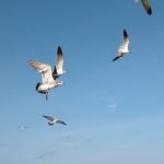 October 24, 2015 James River Seagulls