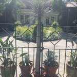 Palm
