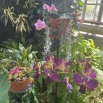 Queen Victoria's Dendrobium and Moth Orchid