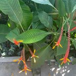 Red and Yellow Flowers