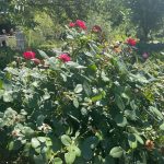 Roses
