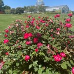 Roses and Observatory at Lewis Ginter Botanical Garden
