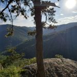 September 6, 2021 Blue Ridge Mountains Pine Tree