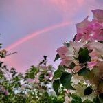 Sunset Rainbow and Cotton Candy Clouds and Bougainvillea - Laurie's Photo