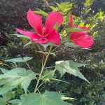 Swamp Rose Mallow