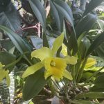 West Indian Vanilla
