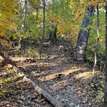 Blue Ridge Parkway 13