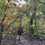 Blue Ridge Parkway 14