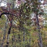 Blue Ridge Parkway 20