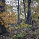 Blue Ridge Parkway 24