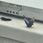 Butterflies at Lewis Ginter