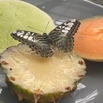 Butterfly at Lewis Ginter Botanical Garden 3