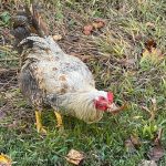 Chicken 2