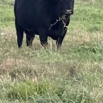 Cow With Grass in Powhatan