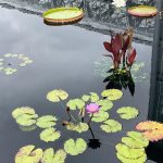 Egyptian Lotus 2