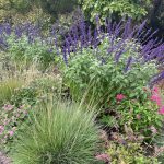 Flowers at Lewis Ginter Botanical Garden 2