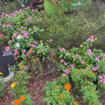 Marigolds at Lewis Ginter Botanical Garden